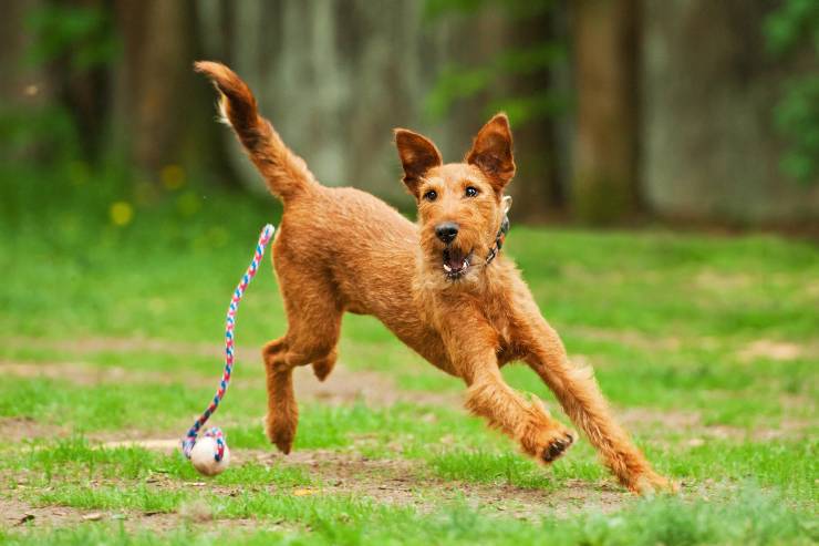 irish terrier
