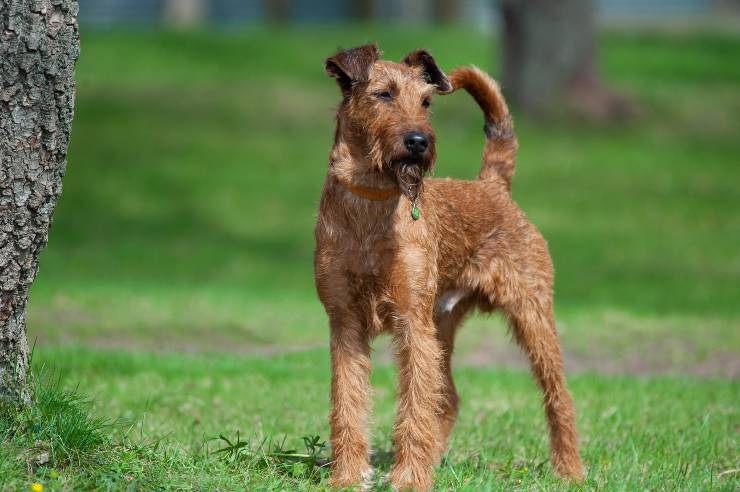 irish terrier