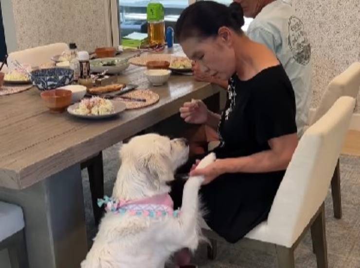 legame tra cane e nonna