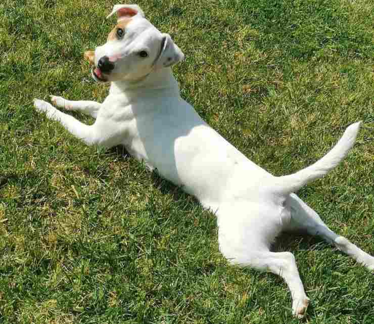 cane scomparso roma