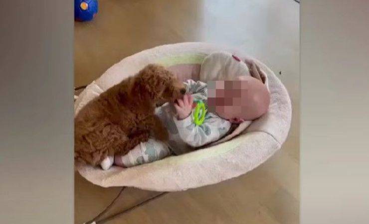 cane bambino video