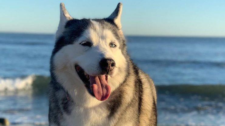 cane obeso nuova vita