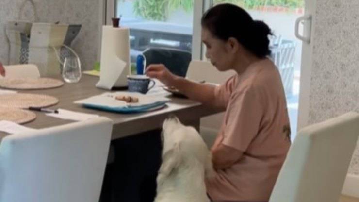 cane vuole cibo video