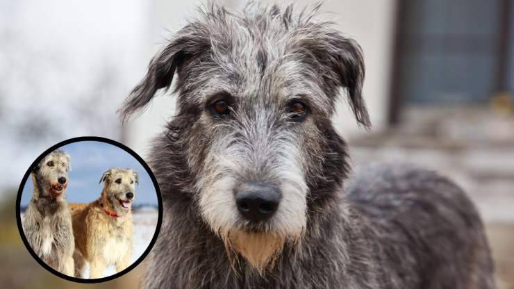 Con chi va d'accordo l'Irish Wolfhound Razze compatibili con l'Irish Wolfhound