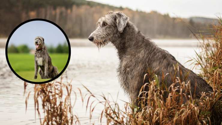 Cura del pelo dell'Irish Wolfhound