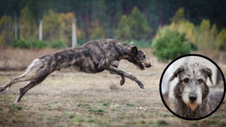 Malattie più comuni dell'Irish Wolfhound