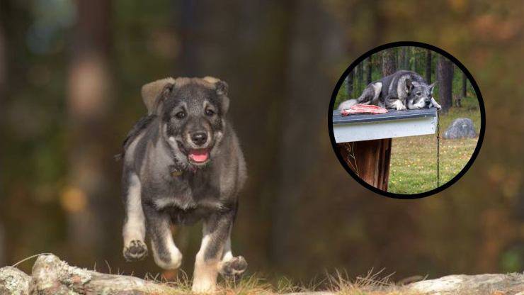 Perché dovresti avere uno Jamthund in casa oppure no Adottare uno Jamthund