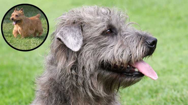 Razze compatibili con l'Irish Glen of imaal Terrier