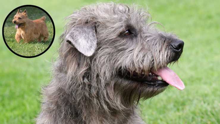 Adottare un Irish Glen of Imaal terrier