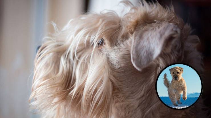 Cura del pelo dell'Irish soft coated wheaten terrier