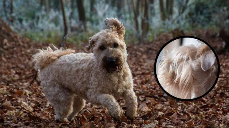 Cosa si sa sull'Irish soft coated wheaten terrier Curiosità sull'Irish soft coated wheaten terrier