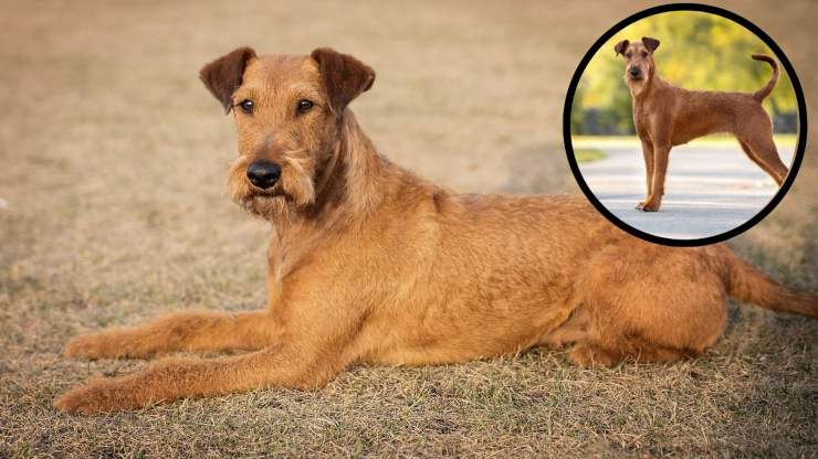 Cosa si sa sulla razza irlandese di Irish Terrier Curiosità sull'Irish Terrier