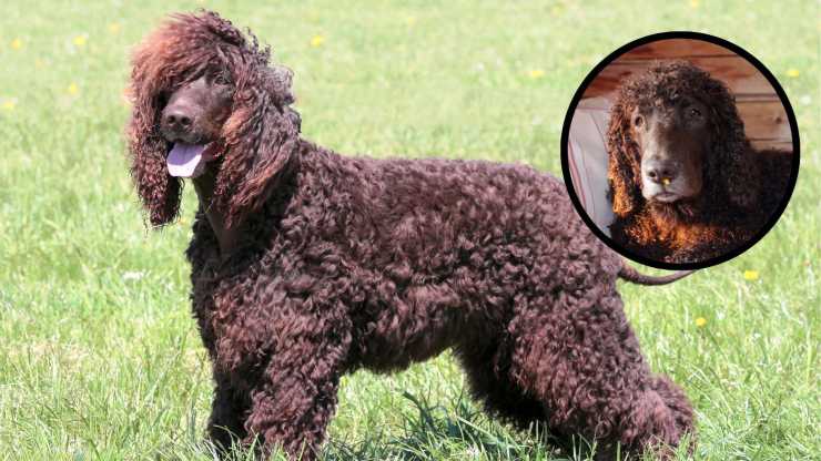 Malattie più comuni dell'Irish Water Spaniel