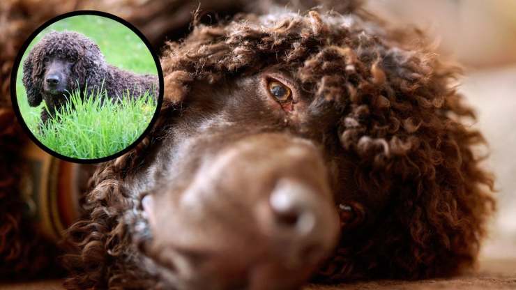 Curiosità sull'Irish Water Spaniel