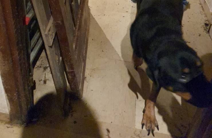 cani malati casa orrori 
