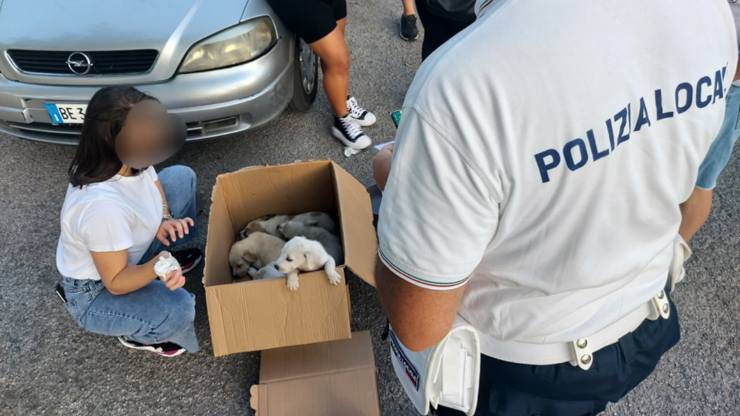 cuccioli foggia
