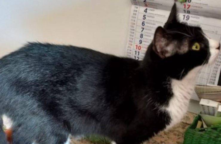 silvano gatto scomparso torna