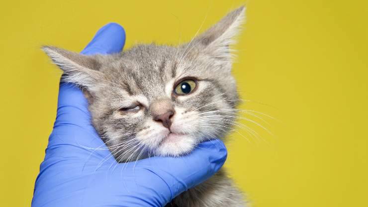 Sinechie oculari nel gatto