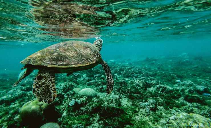 tartaruga salvata sardegna