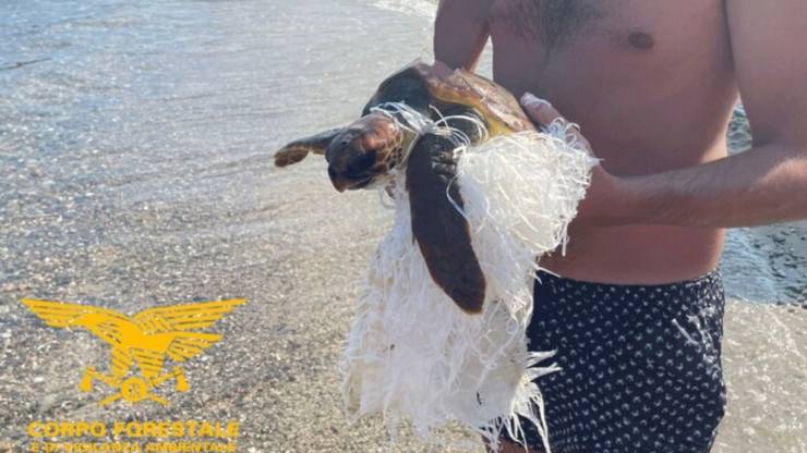 tartaruga salvata da plastica