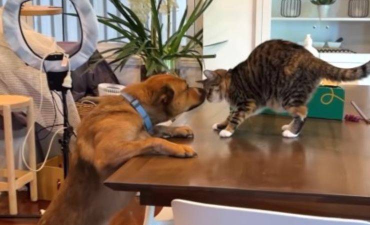 cane e gatto video