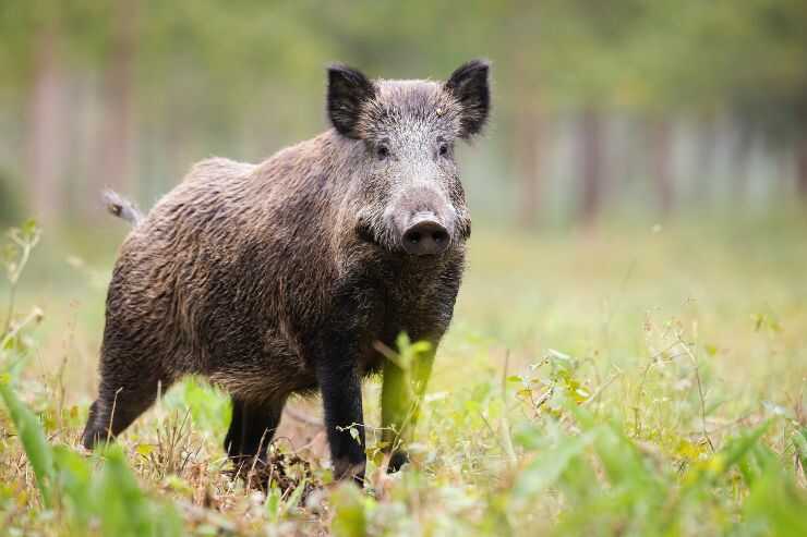 Decreto anti-cinghiale