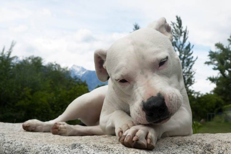 cane malinconico (Foto Pixabay)