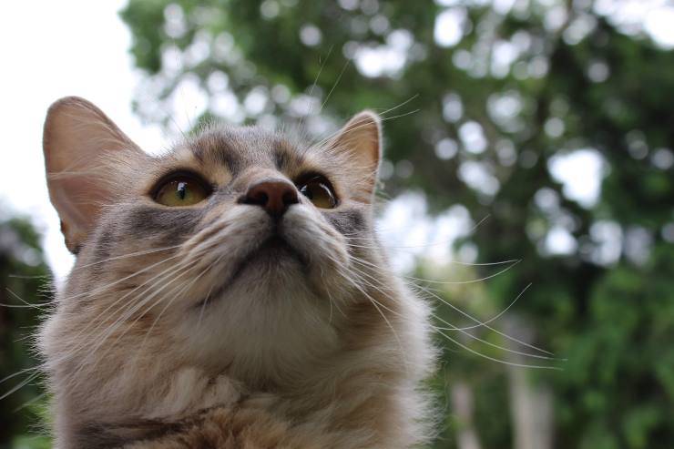 Felino si avventura