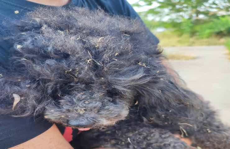 cane nero 