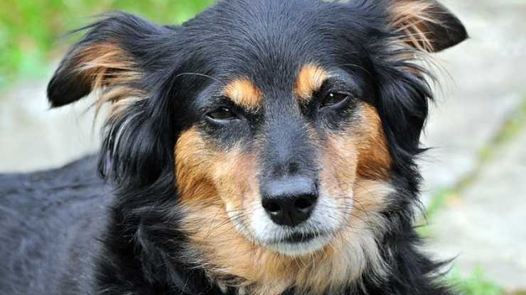 cane assonnato