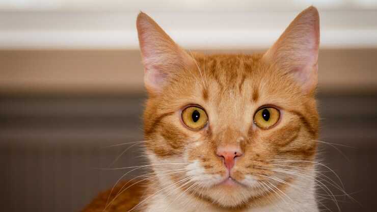 Piebaldismo gatto