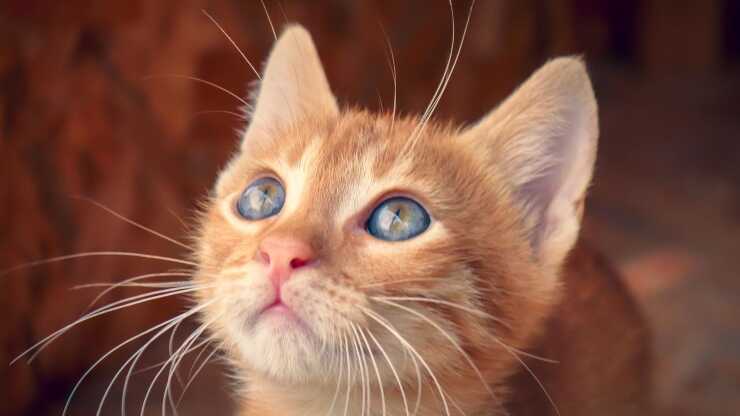 Gatti maschi curiosità