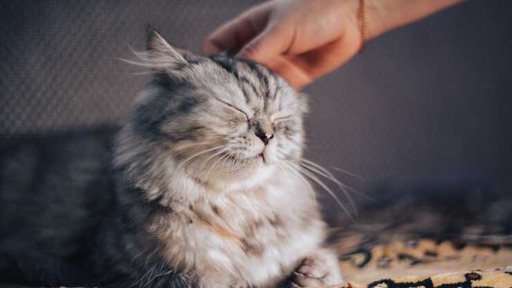 Pensione gatti o cat sitter