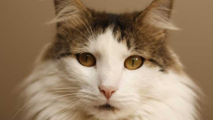 Gatti fusa quando non li vediamo