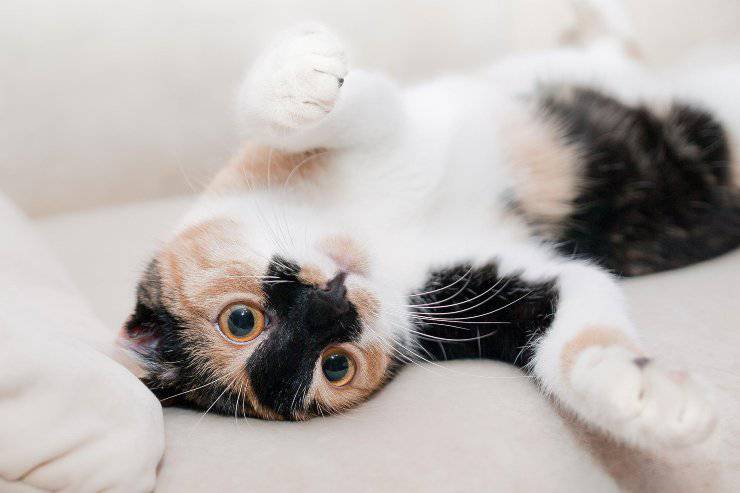 Felino disteso sul divano