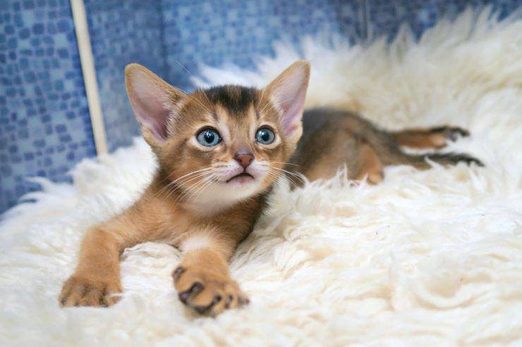 Gattino riposa nella lettiera