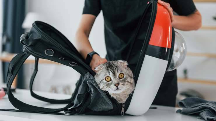 come addestrare il gatto allo zaino