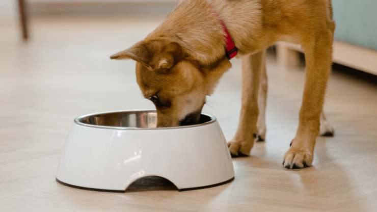cosa aggiungere alle crocchette del cane