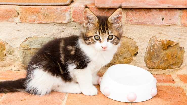 cosa devono mangiare i gatti piccoli