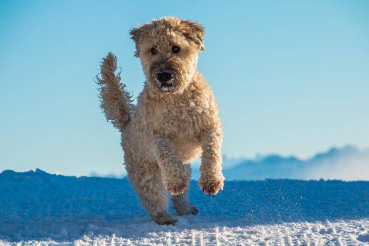 Irish soft coated wheaten terrier