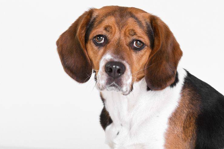 Il cagnolino è triste