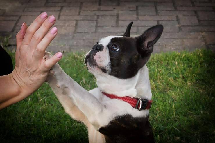 Perché i cani danno la zampa Perché i cani danno la zampa