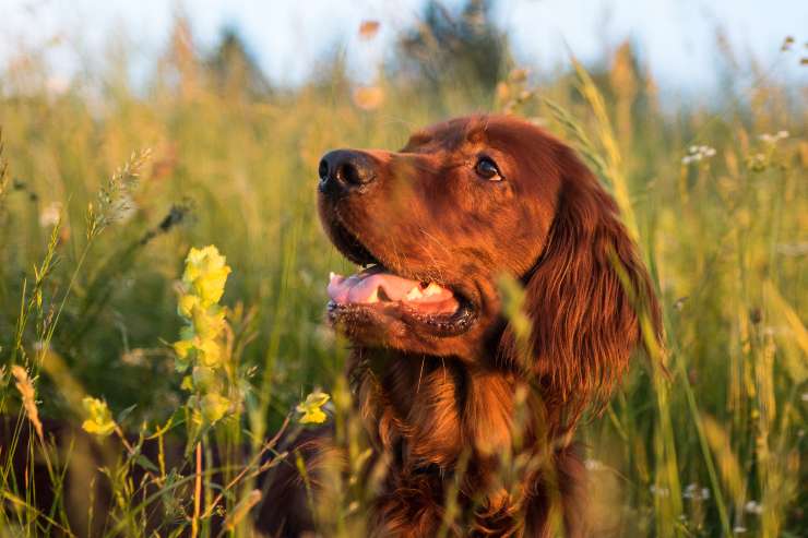 Fotosensibilità nel cane Fotosensibilità nel cane