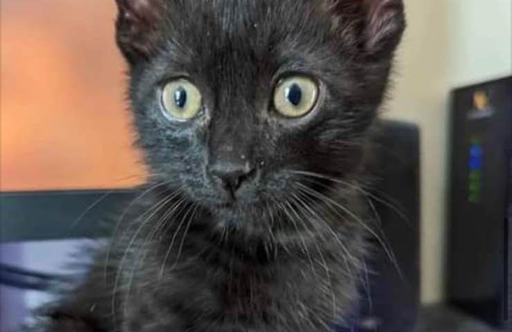 Uomo gatto