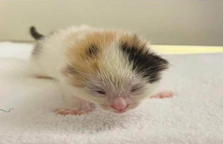 salvati veterinario uomo gattini