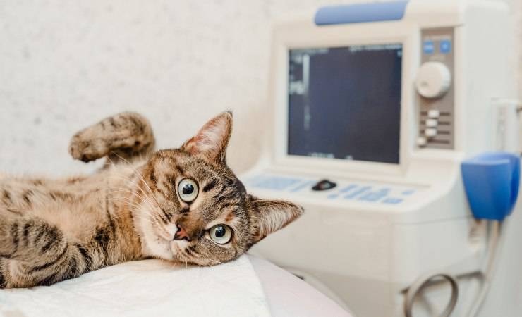 gatto malato