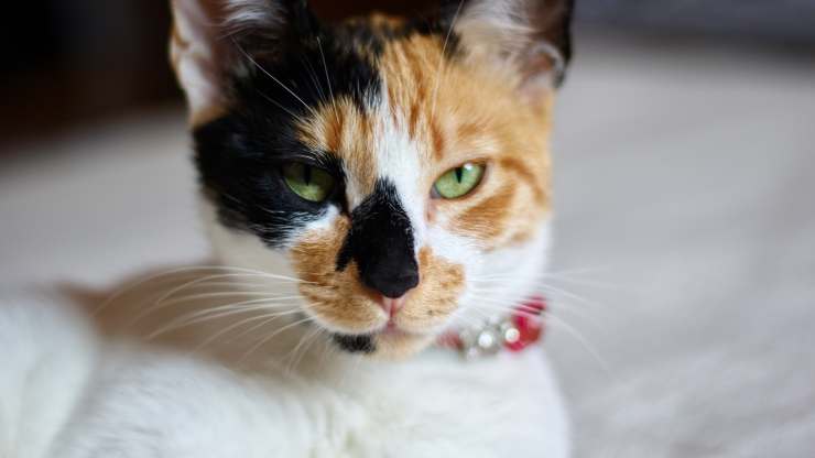 gatto nervoso