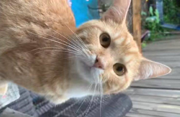 due gatti invitano coinquilini