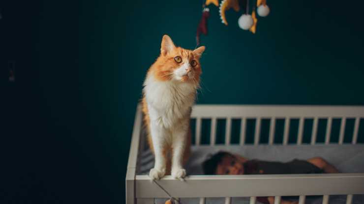 gatto sulla culla
