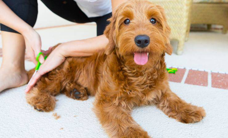 goldendoodle